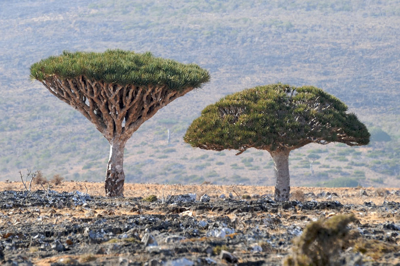 Dracaena-cinnabari-aka-Dragons-Blood-trees-on-Socotra