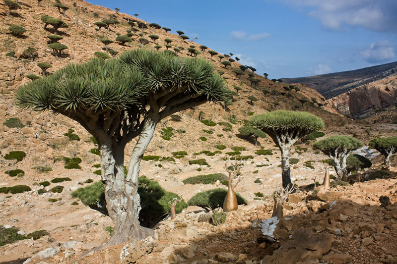 Dragons-blood-tree-is-the-symbol-of-Socotra