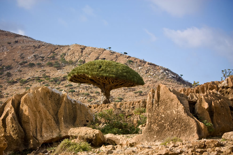 Socotra-Dragon-Blood-Tree