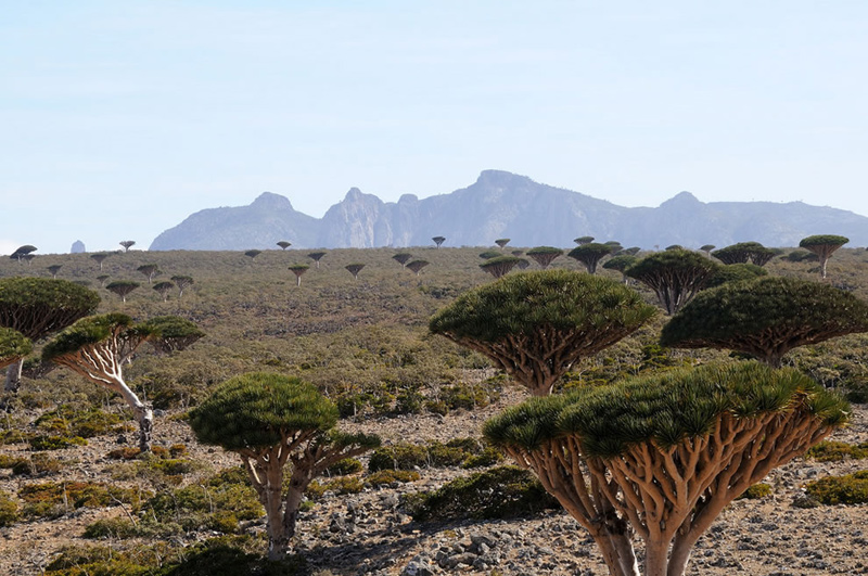 Socotra-Dragons-blood-trees-dotting-the-Haghier-massif-and-Diskum-plateau