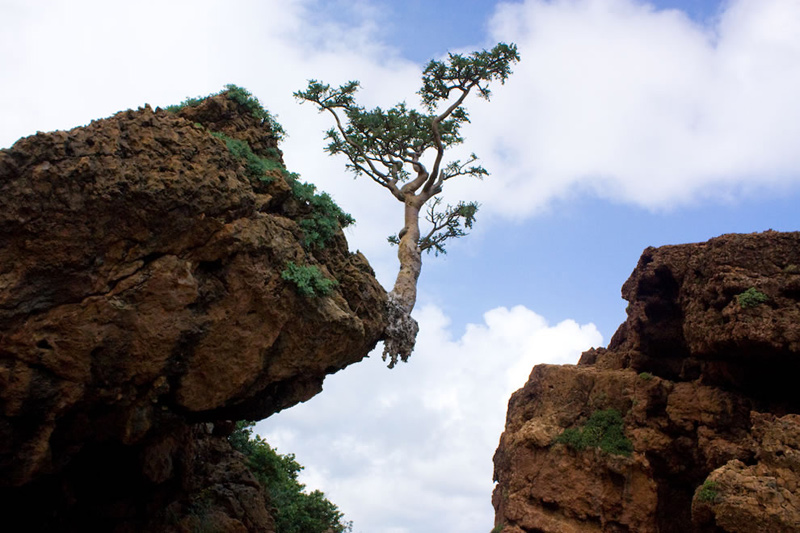 Socotra-dripping-frankincense-shown-here-with-frankincense-tree-rooted-on-the-cliffs-edge
