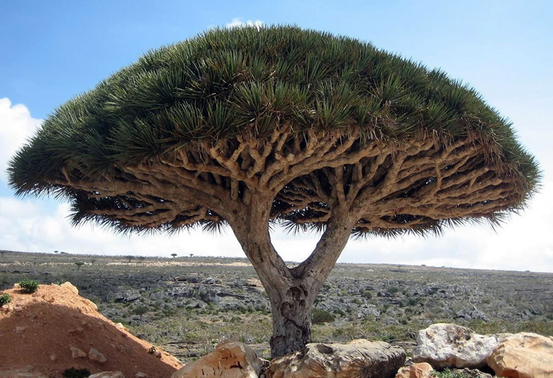 Socotras-most-unusual-and-famous-tree-the-dragons-blood-tree