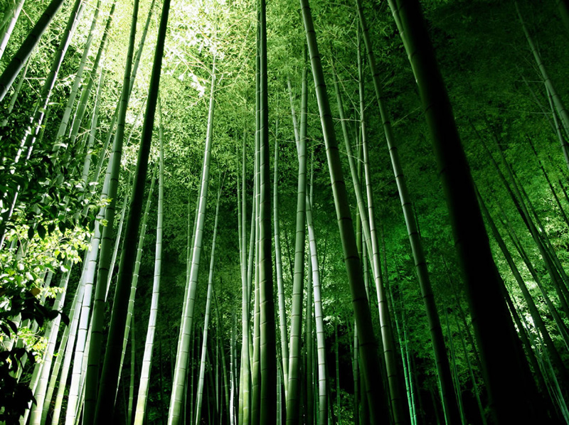 Bamboo-forest-at-Kyotos-Kodaiji-temple