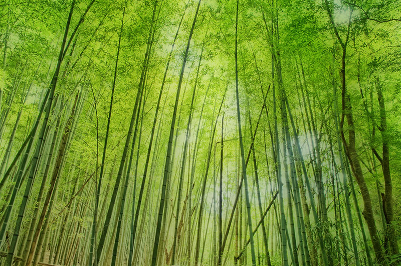 Bamboo-woods-in-Japan