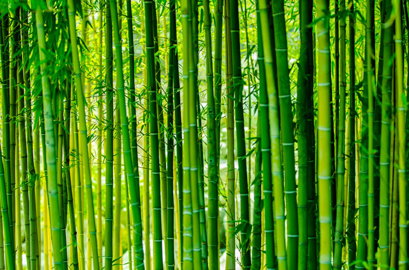 Bright-green-bamboo-forest