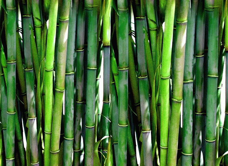 Dense-green-bamboo-forest