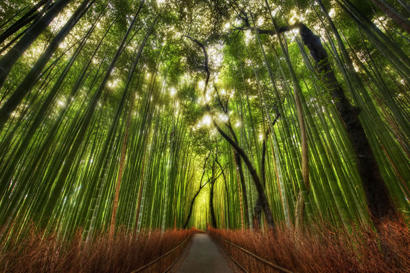 Exploring-the-wilds-outside-of-Kyoto-Bamboo-Forest