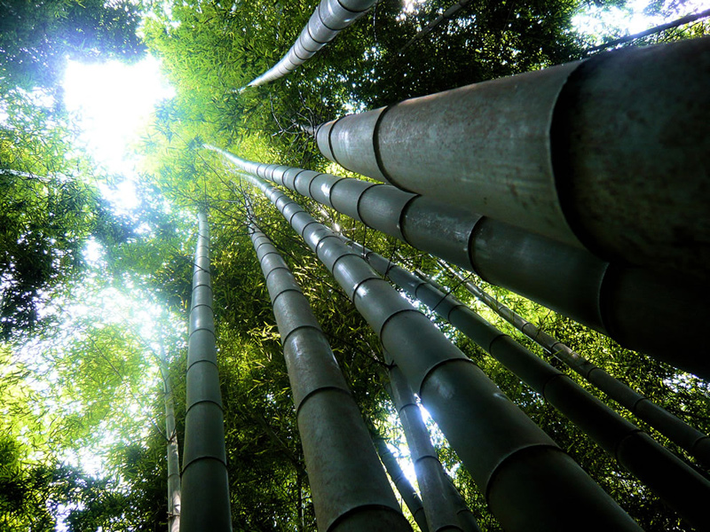 Giant-bamboo-forest-Fushimi-Inari