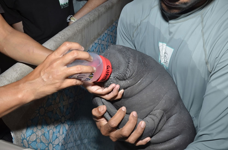 Guamá-orphaned-manatee-in-Guantánamo-Bay-Cuba-is-being-bottle-fed-amd-rehabilitated-in-Puerto-Rico