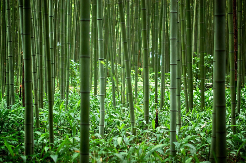 Inside-the-bamboo-forest-of-Kyoto-Japan