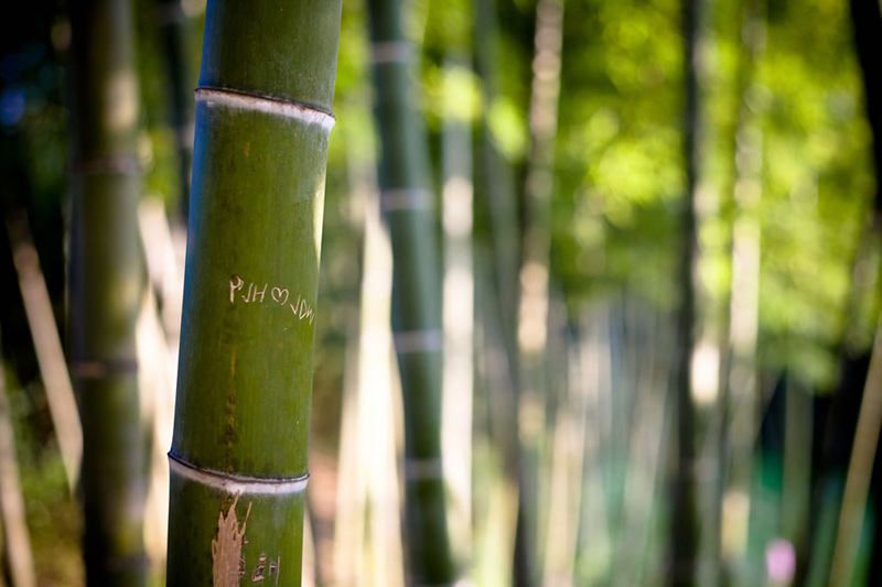 Love-in-the-DamYang-Bamboo-forest