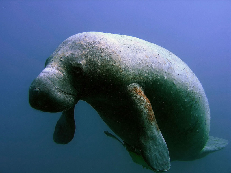 Manatee-a-federally-endangered-species