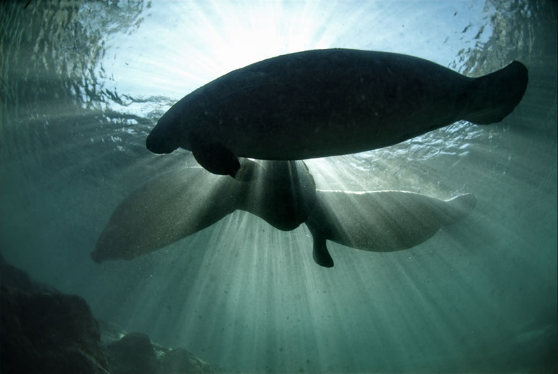 Manatees-crossing-over-the-King-Spring-toward-the-manatee-sanctuarys-shallow-waters