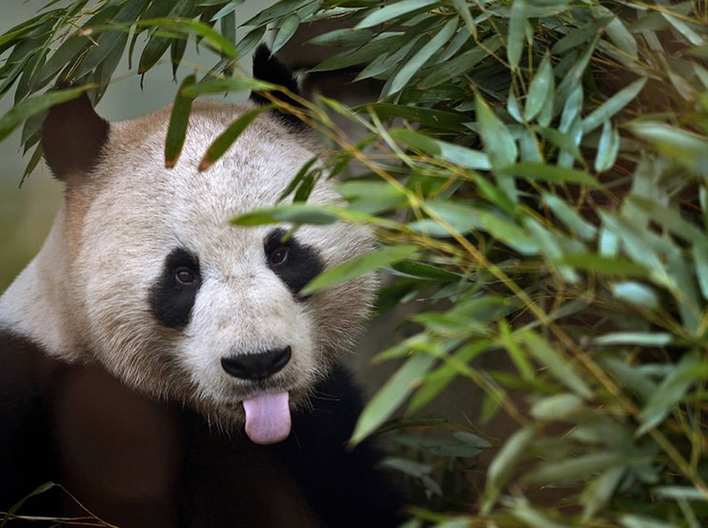 Panda-feeding-on-bamboo