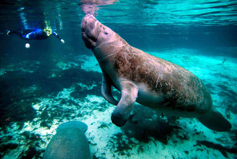 Swimming-with-manatees