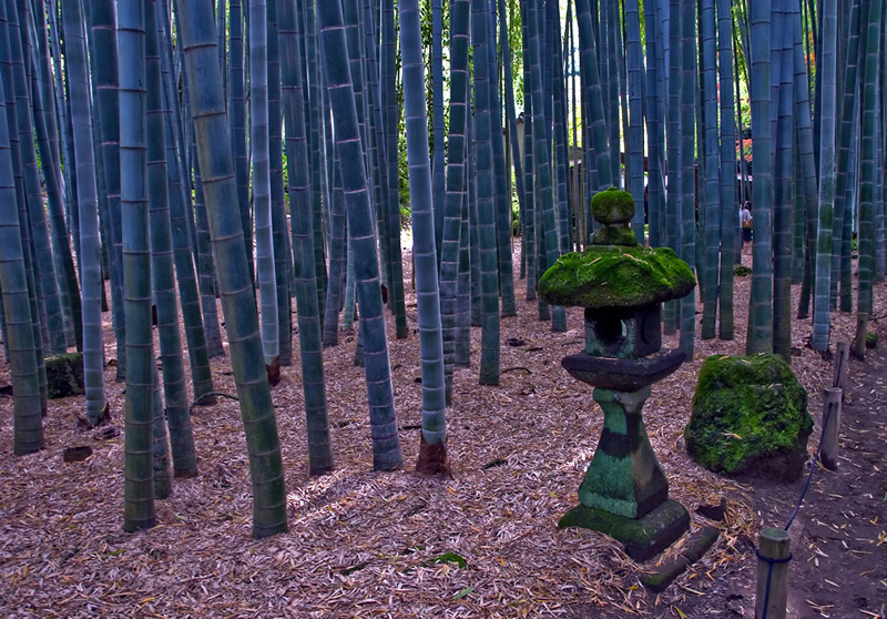 The-bamboo-forest-at-Hōkohu-ji-Kamakura