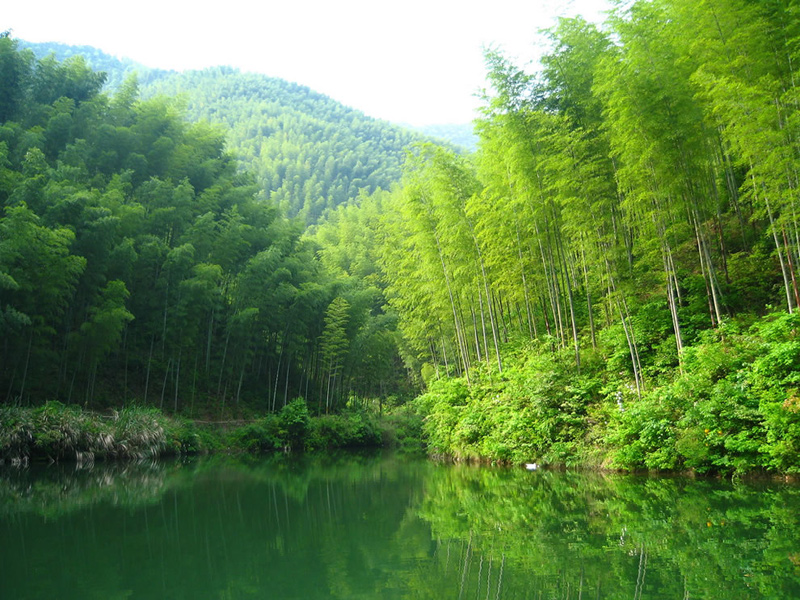 Water-and-mountains-entering-the-bamboo-forest