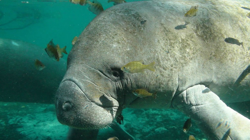West-Indian-manatee