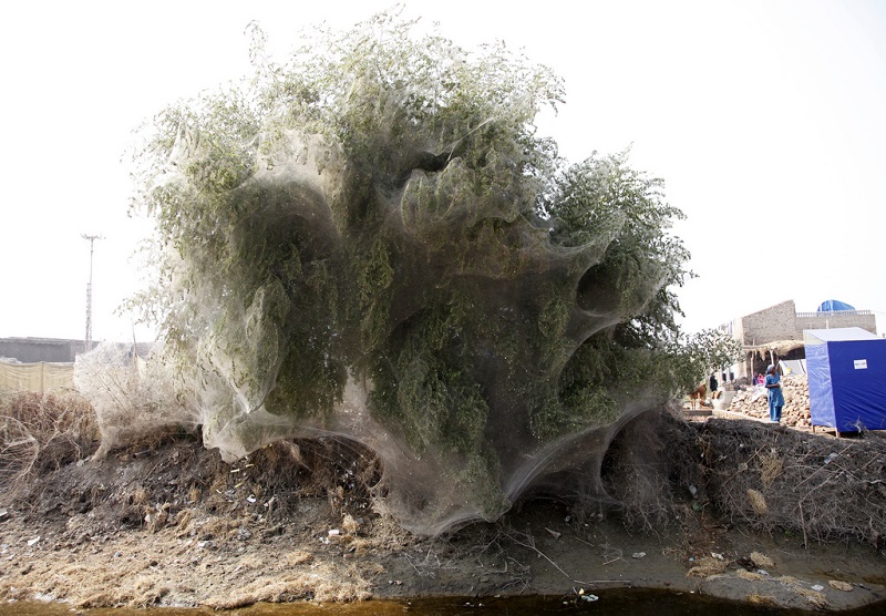 cocooned-trees-in-pakistan