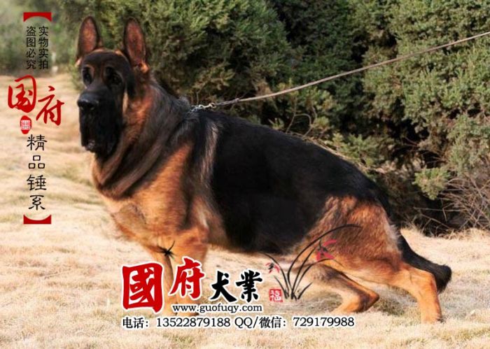 giant-chinese-german-shepherd-45733.jpg