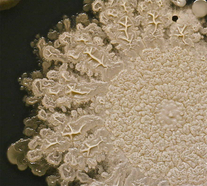 bacteria-petri-dish-microbe-8-year-old-boy-hand-print-tasha-sturm-2
