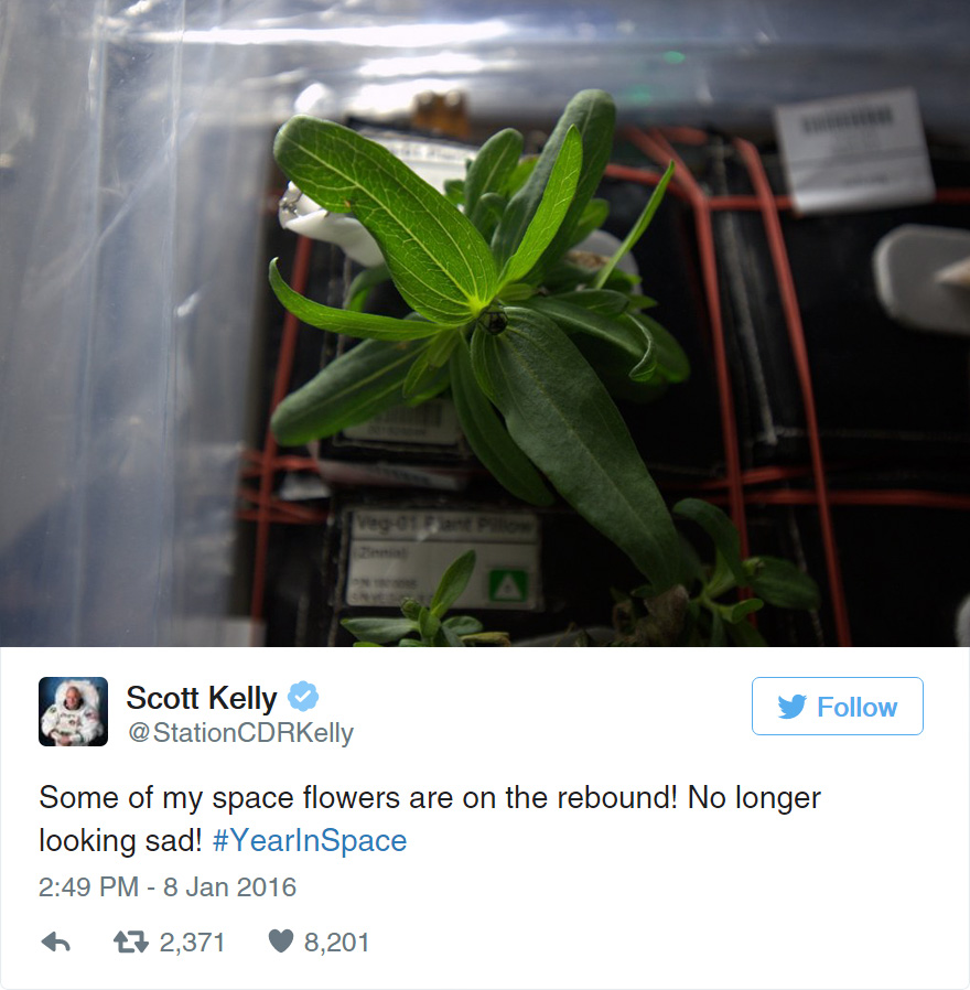 space-first-flower-bloom-nasa-scott-kelly-19