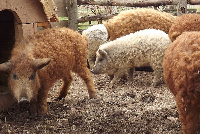 mangalitsa-furry-pigs-hairy-sheep-38__700