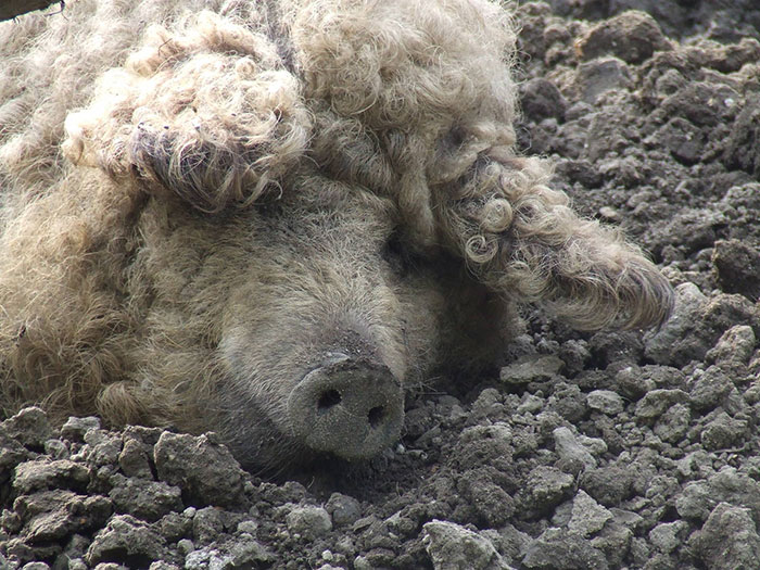 mangalitsa-furry-pigs-hairy-sheep-54__700
