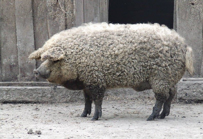 mangalitsa-furry-pigs-hairy-sheep-29__700