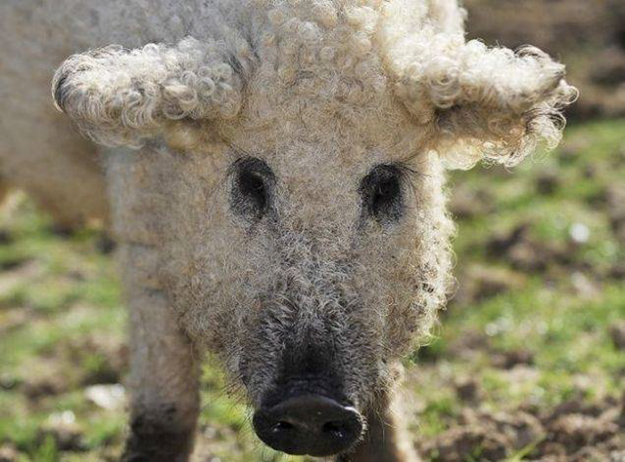 mangalitsa-furry-pigs-hairy-sheep__700