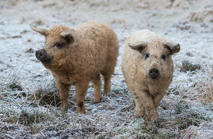 mangalitsa-furry-pigs-hairy-sheep-46__700