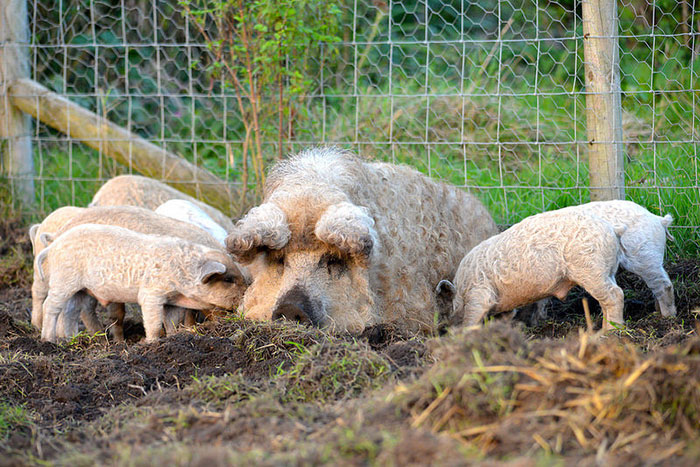 mangalitsa-furry-pigs-hairy-sheep-410__700