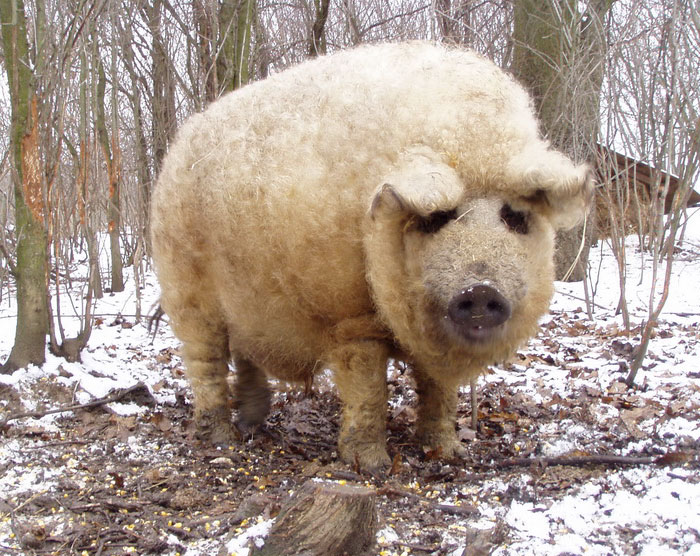 mangalitsa-furry-pigs-hairy-sheep-37__700