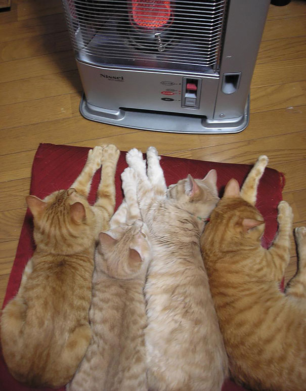 cats-enjoying-warmth-48__605