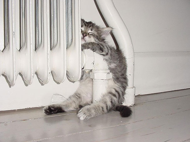 cats-enjoying-warmth-55__605