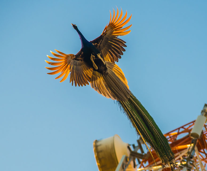 flying-peacock-16