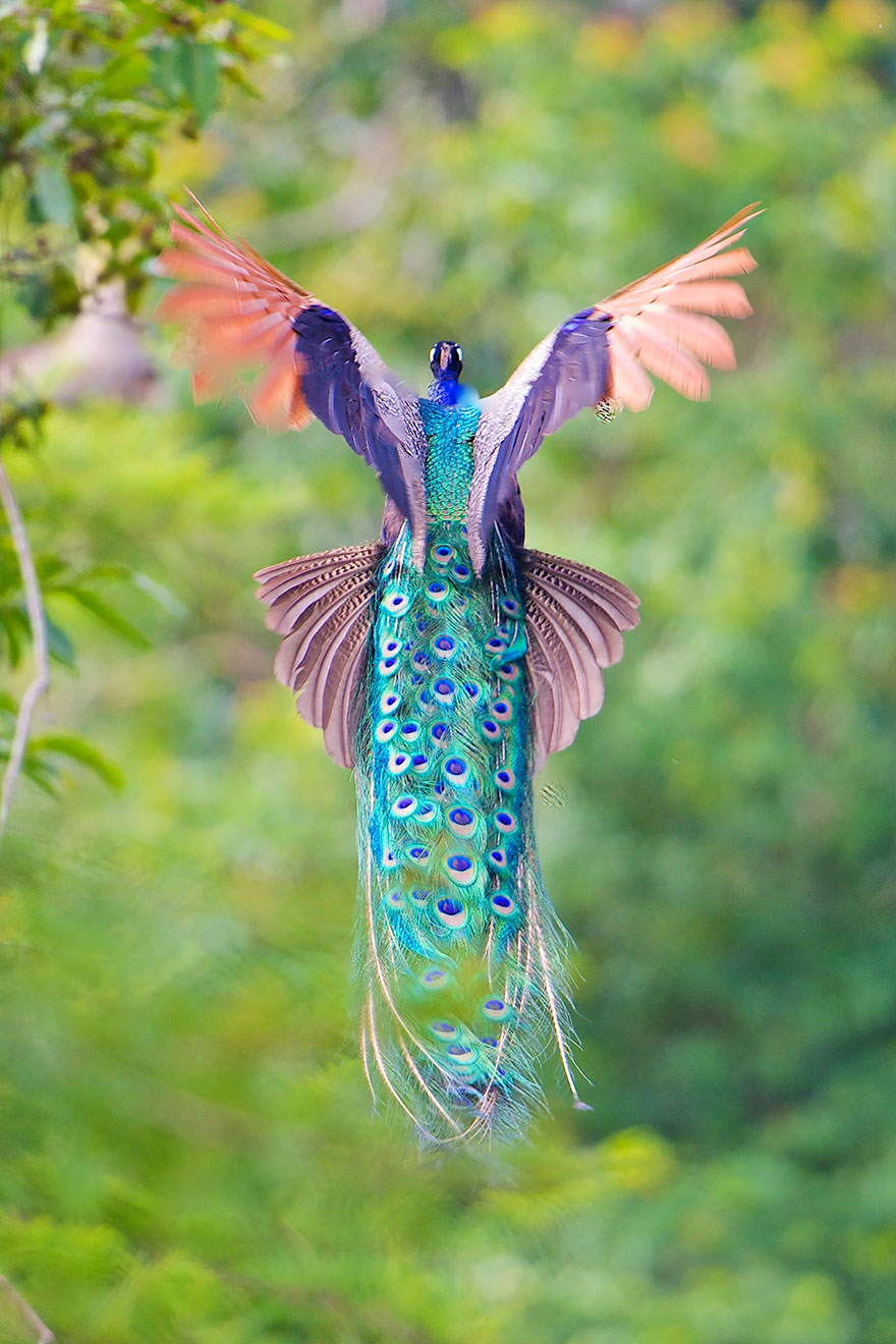 flying-peacock-9