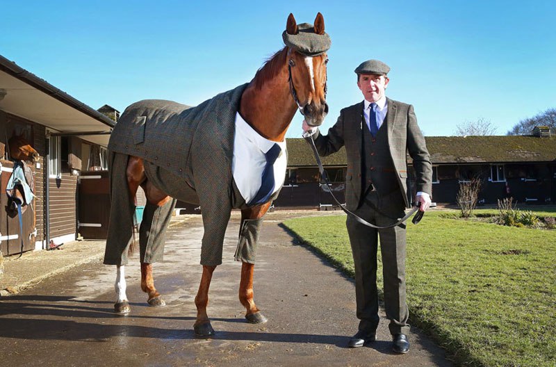 horse-in-a-tweed-suit-looking-absolutely-dapper-4