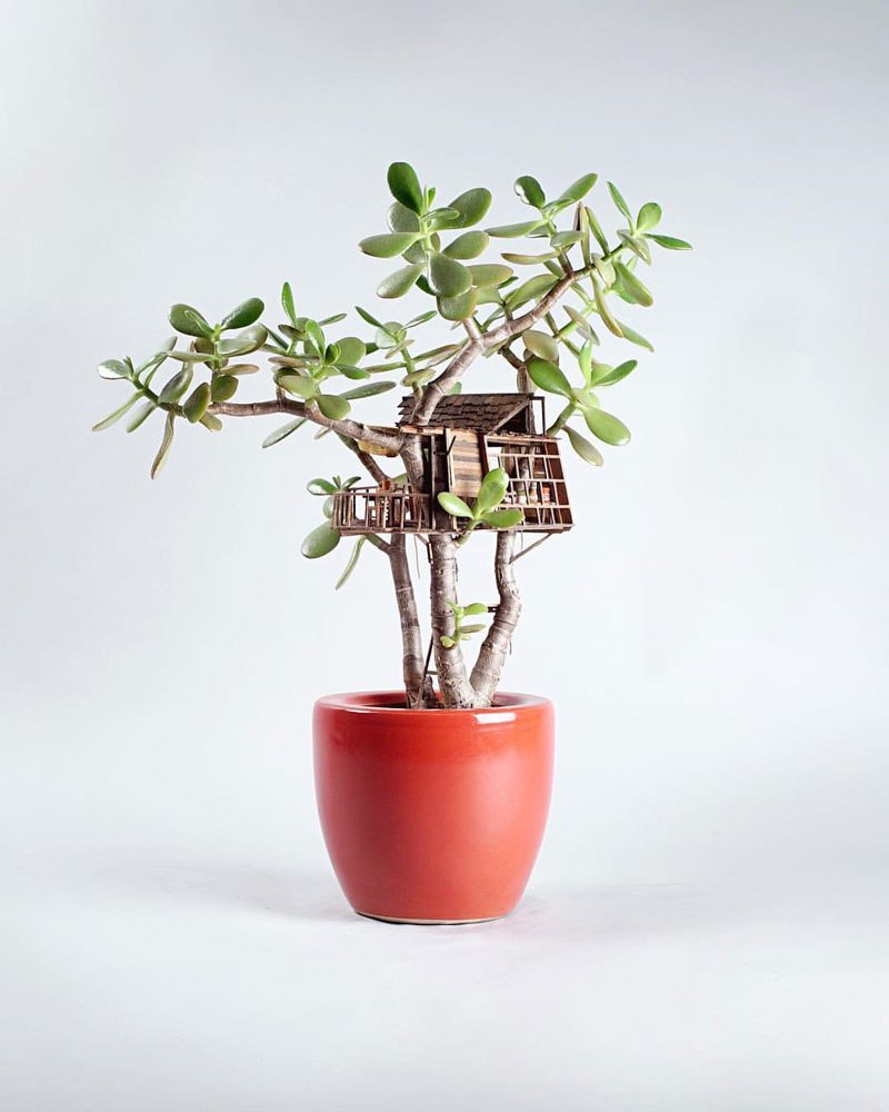 treehouses-for-house-plants-by-jedediah-corwyn-voltz-6