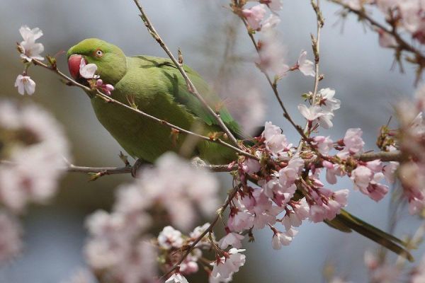 bird-cherry-blossom