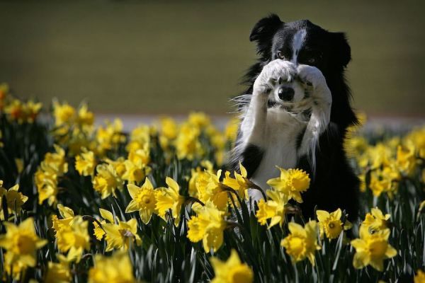 dog-yellow-flower