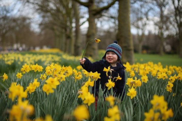 little-boy-tulips