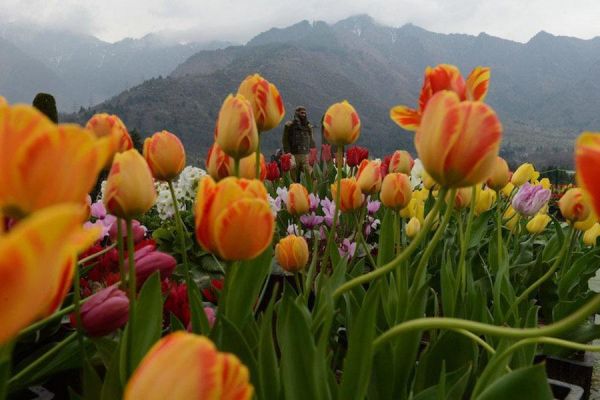 tulip-mountain