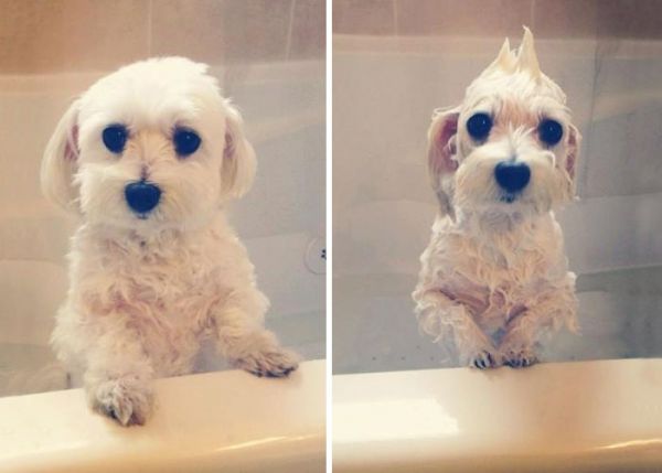 funny-wet-pets-before-after-bath-dogs-cats-2-57288b16225a0__700
