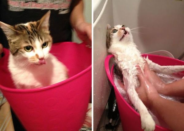 funny-wet-pets-before-after-bath-dogs-cats-62-572b0f1fbb153__700