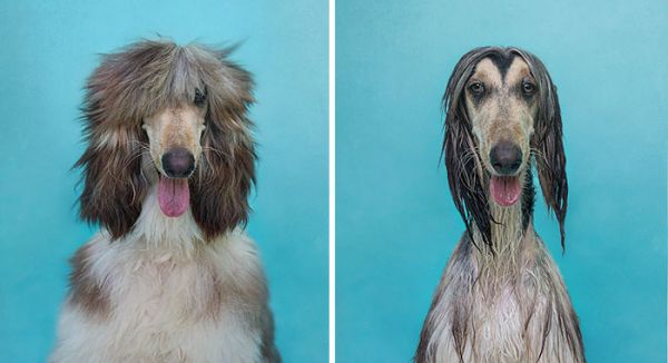 funny-wet-pets-before-after-bath-dogs-cats-4-57288b1988330__700