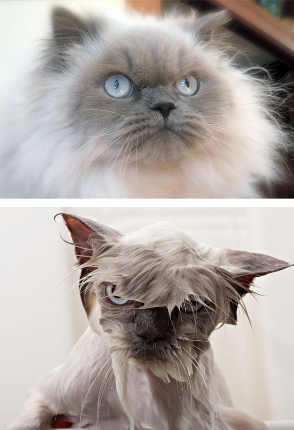 funny-wet-pets-before-after-bath-dogs-cats-63-572b200701c3b__700