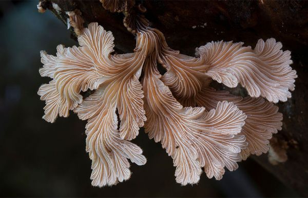 interesting-mushroom-photography-82__880