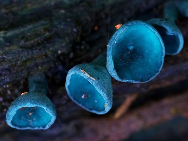 interesting-mushroom-photography-106__880