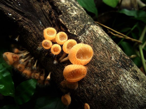 interesting-mushroom-photography-781__880